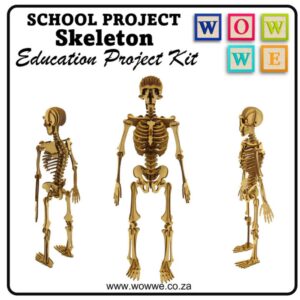 Wow We School Project - Human Skeleton 1.0 SP-13A